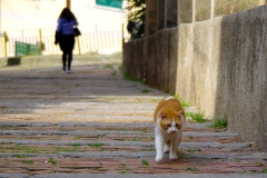 Salita-Oregina-1-di-1-22